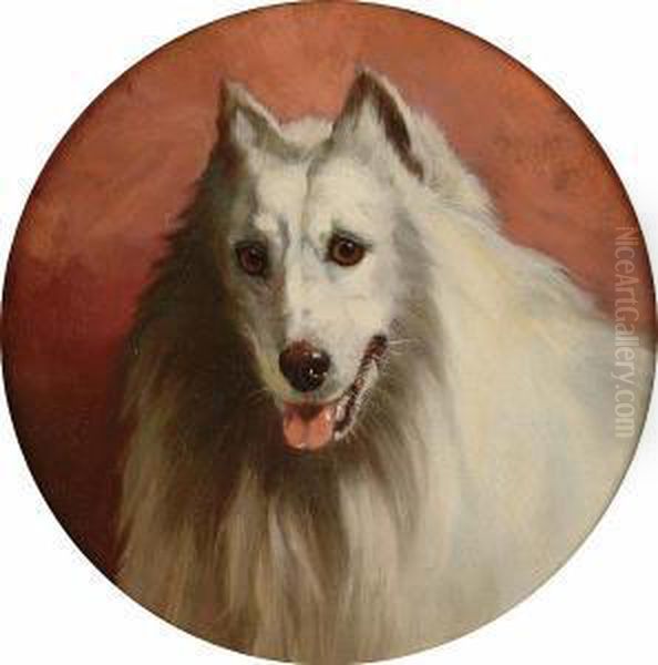 A Pommeranian And Pug - view 1