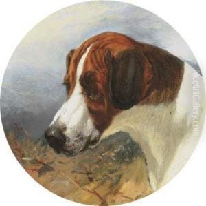 Head Of Gainer, A Fox Hound