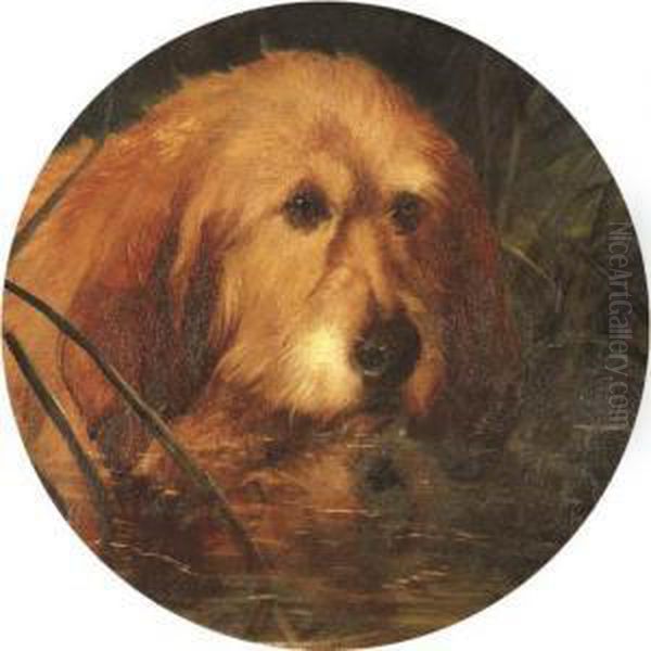 An Otterhound In Reeds - view 1