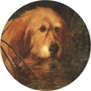 An Otterhound In Reeds