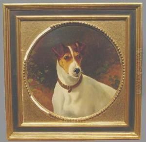 A Jack Russell Terrier