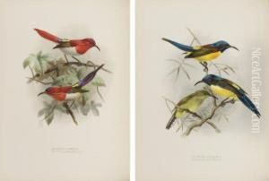 A Monograph Of The Nectariniidae, Or Family Of Sun-birds