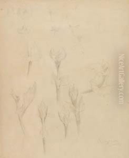 Estudios Botanicos - view 1