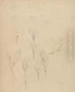 Estudios Botanicos by Sebastian Gessa Y Arias