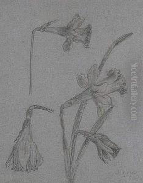 Narcisos - view 1