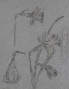 Narcisos