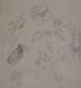 Estudios Botanicos by Sebastian Gessa Y Arias