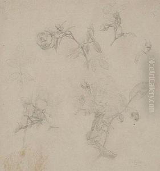 Estudio De Rosas - view 1
