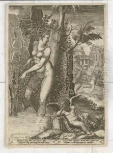 Venus And The Rose
