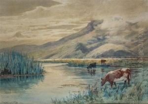 Cattle Grazing, Canterbury
