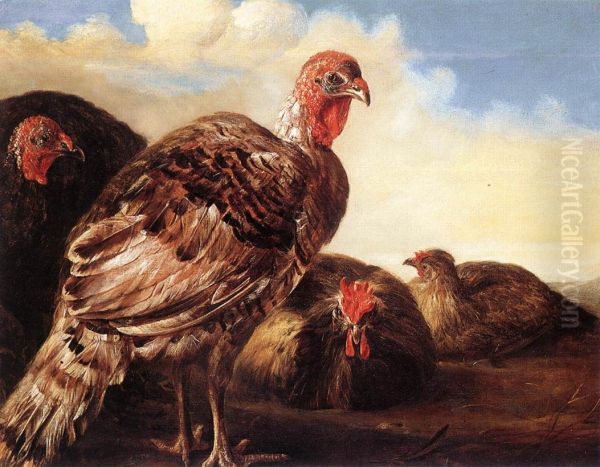 Domestic Fowl - view 1