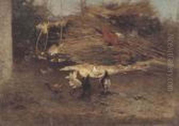 Galline - view 1