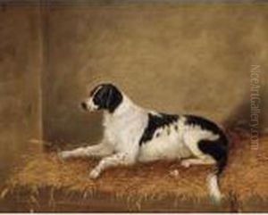 Study Of A Dog Study Of A Dog