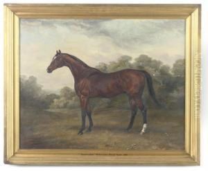 Rosewindow - A Hunter In A Paddock