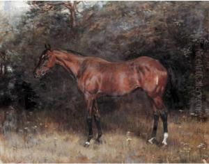 Speculator; Nabot Speculator; Nabot