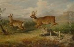 Deer Jumping A Fence