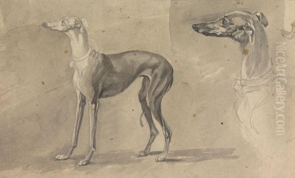 A Greyhound - view 1