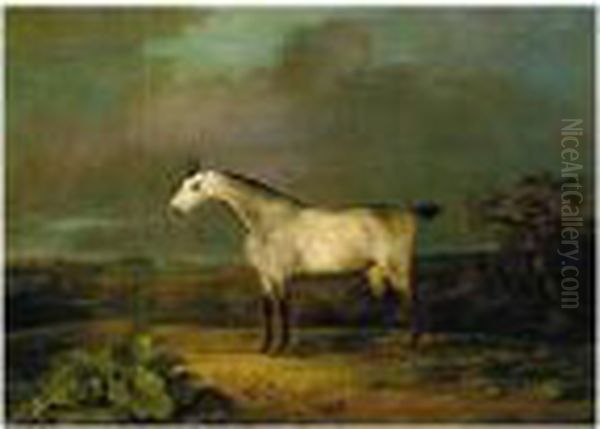A Grey Hunter In An Extensive Landscape - view 1