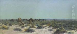 Beduinen Mit Kamelherde.