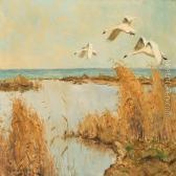 Swans Flying Overthe Coast - view 1