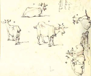 Studies of Goats