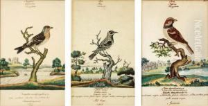 Brambling, Female Brambling, Female