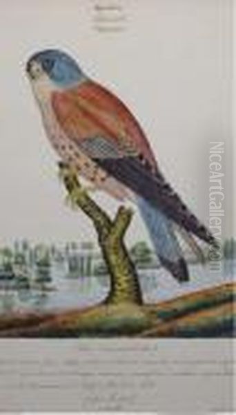 Aquatic Ornothological Studies: Twenty Plates - view 1