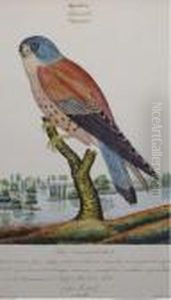 Aquatic Ornothological Studies: Twenty Plates by Walter Goodall