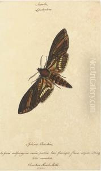 Butterflies - view 1