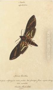 Butterflies by Walter Goodall