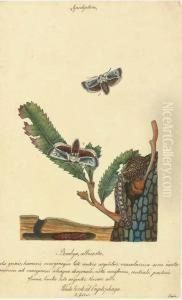 Butterflies And Insects by Walter Goodall
