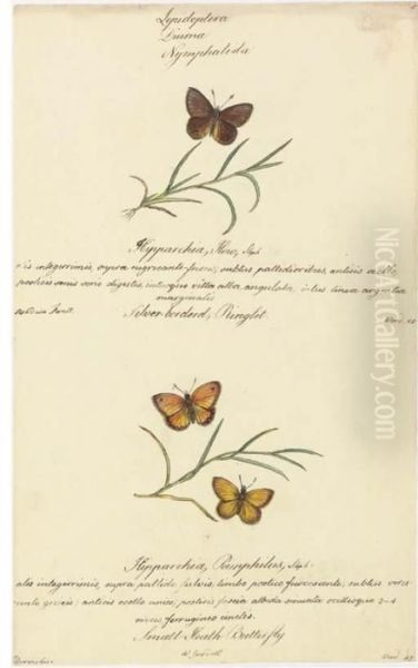 Butterflies - view 1
