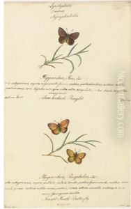 Butterflies by Walter Goodall