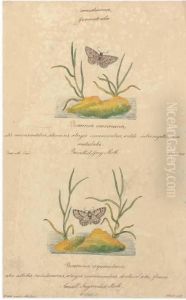 Butterflies And Insects by Walter Goodall