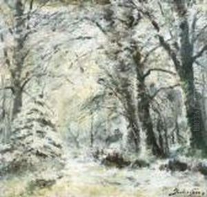 Sneeuw In Het Bos
