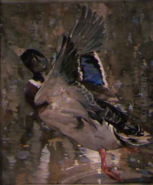 Mallard Rising - view 1