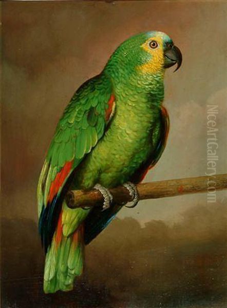 Portrait Of A Blue Fronted Amazon Parrot On A Perch - view 1