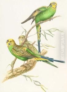 The Singing Parrots by Elizabeth Gould