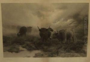 "moorland Andmist"