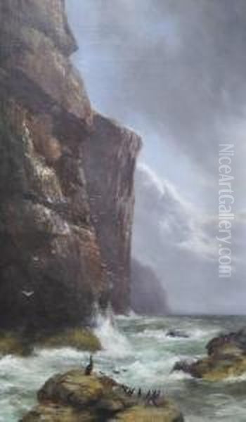 Cormorants Atthe Foot Of The Cliffs - view 1