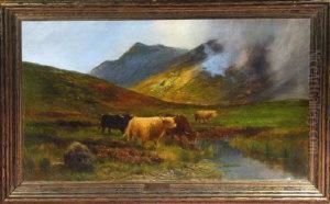 Highland Cattle In A Misty Glen