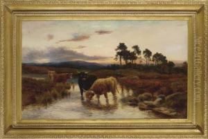 Highland Cattle Watering At Sunset