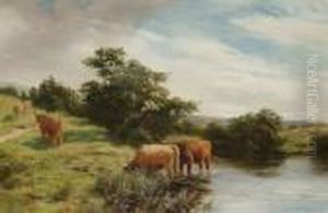 Highland Cattle Watering