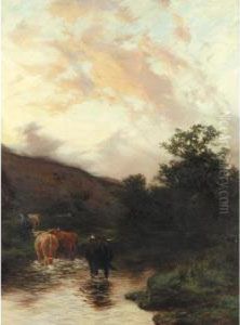 Evening, Highland Cattle