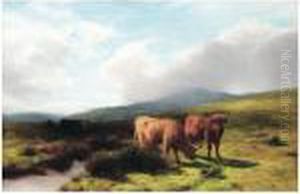 Highland Cattle