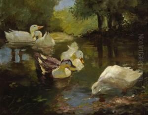 Funf Enten Im Wasser. by Franz Grassel