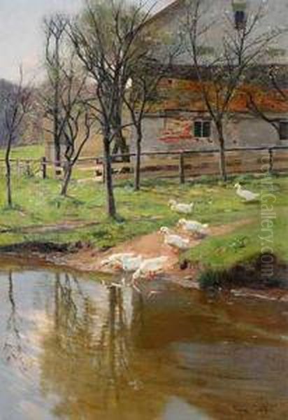 Fruhlingssonne Uber Weisen Enten Am Fluss - view 1