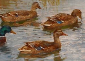 Wildenten Im Fluss Am Schilfufer.