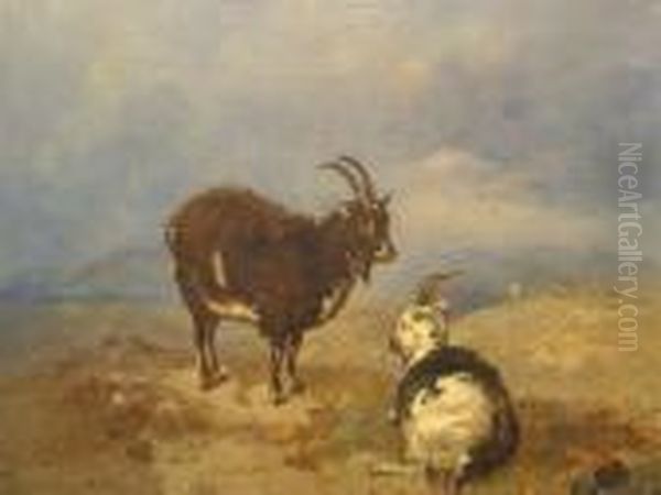 Laid Onboard, A Study Of Two Goats In Upland Landscape - view 1