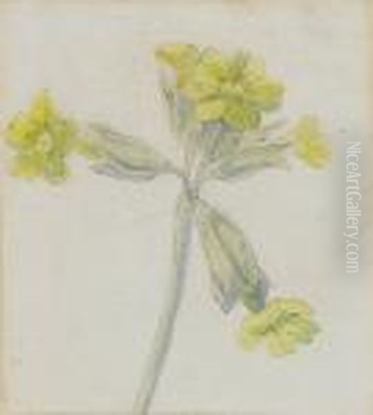 A Study Of A Cowslip - view 1